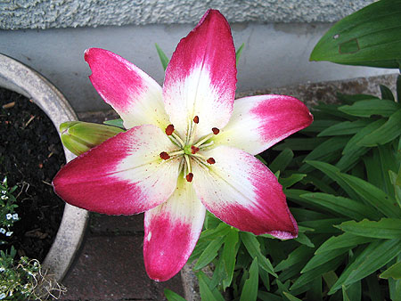 Red and White Lily