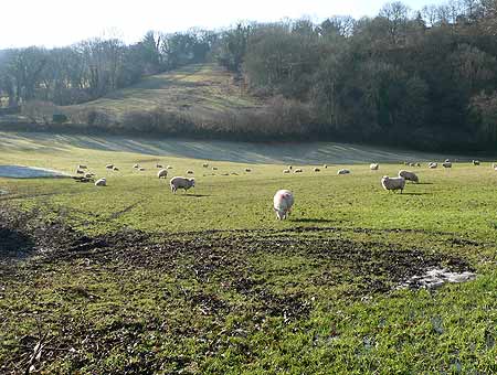 Sheep in muddy field