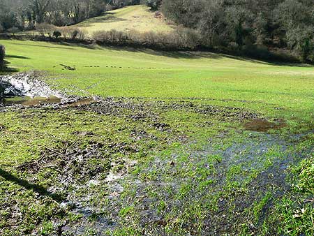 Rainwater on a field