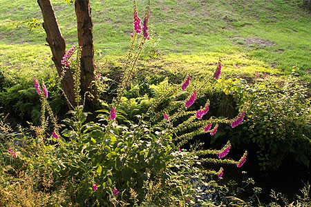 foxgloves