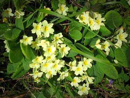 primroses