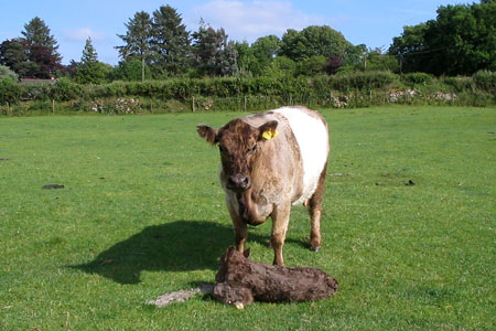 Mother and calf