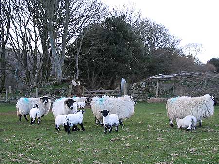 Ewes and their lambs