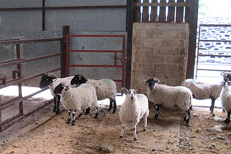 Sheep in pen