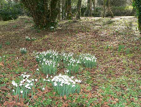 Snowdrops on Billy Green