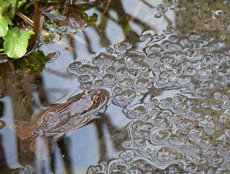 Frog with Spawn