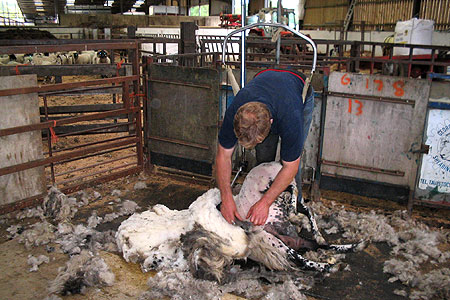 Coat nearly sheared off sheep