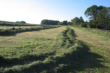 silage lying on field