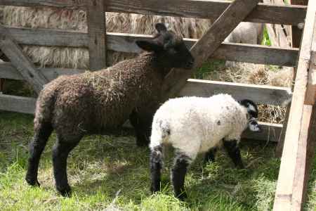 Lambs from a local farm