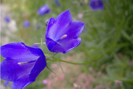 blue bell shaped flowers