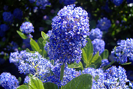 blue hyacinth like flower