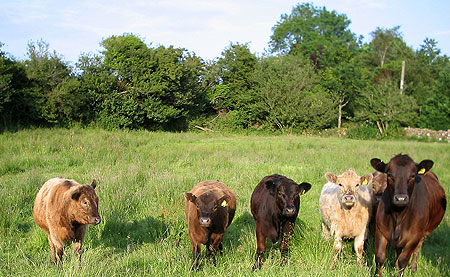 Five bullocks in field