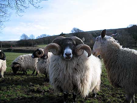 Ram with big horns