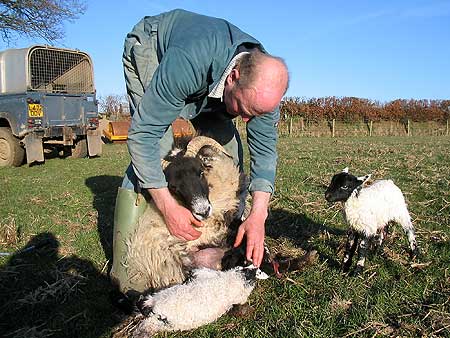 Michael helping lambs to feed