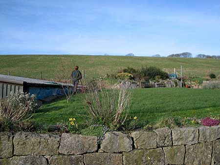 Mowing lawn