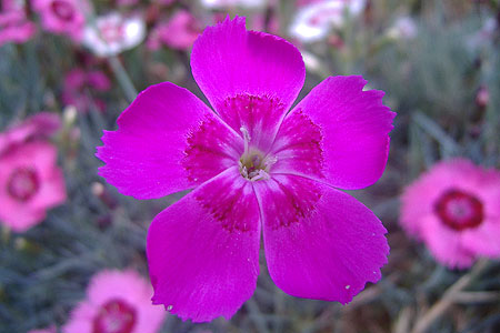 large mauve flower