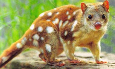 Quoll