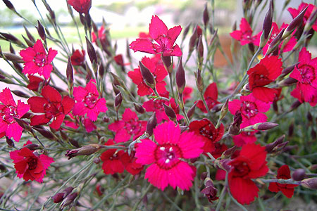 spray of red flowers