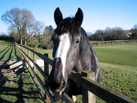 Lily looking over fence