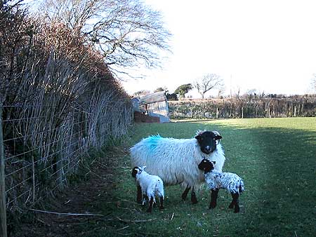 Ewe and twin lambs