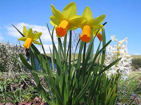 Spring flowers