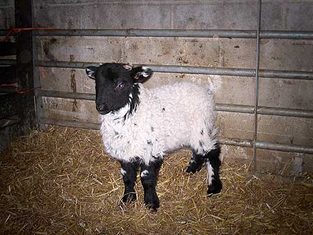 A tame lamb