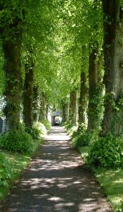 Avenue of trees