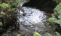 The River Taw, Dartmoor