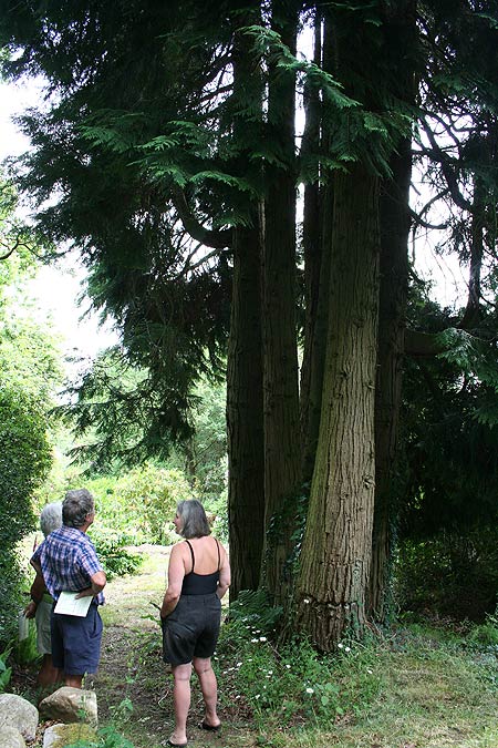 large fir tree