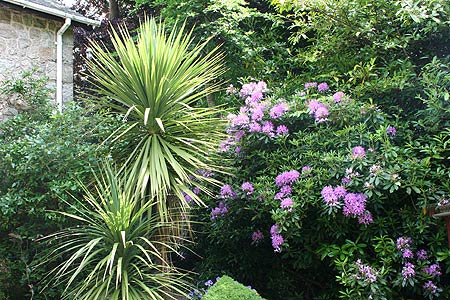 exotic tree and rhodadendron