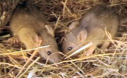 Some of Templeton's relatives in the field shelter last year.