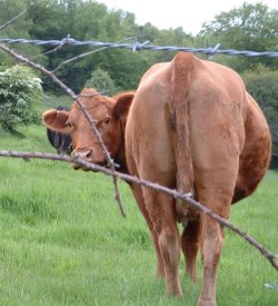 One of my neighbours who has just moooved in!