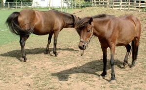 two ponies rescued from the meat trade