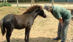 en Rolls talks to the foal at SWEP