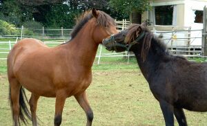 South West Equine Protection saved their lives