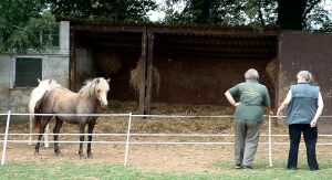 a young mare  rescued from abuse